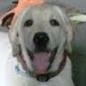 Meet your Posher, Chanin